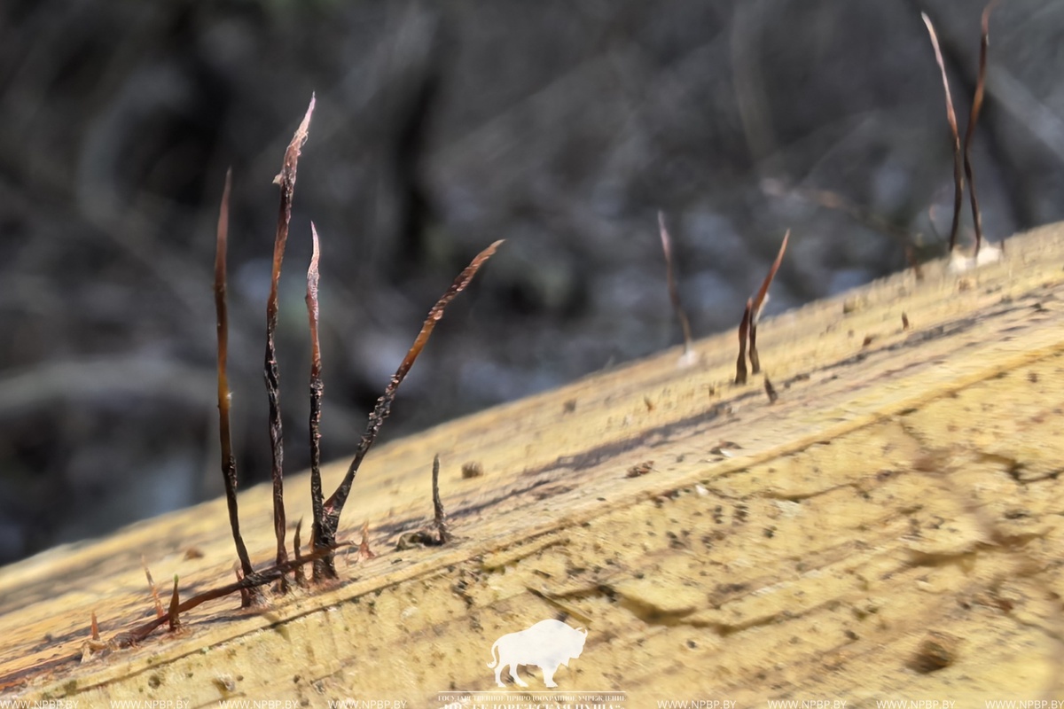 Уникальный гриб нашли в Беловежской пуще — такого в Беларуси еще не было