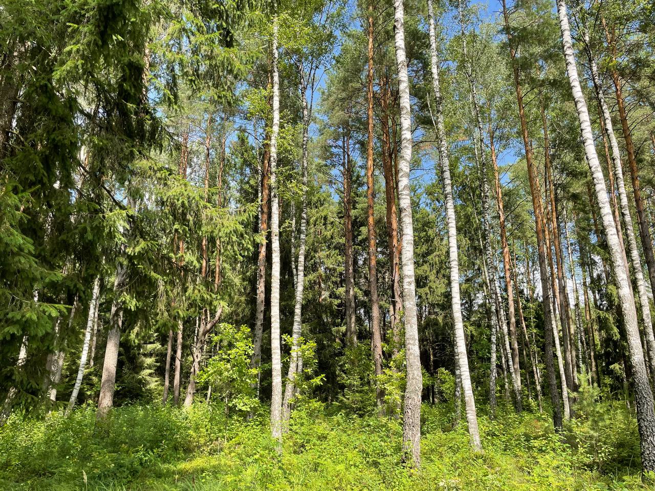 лес