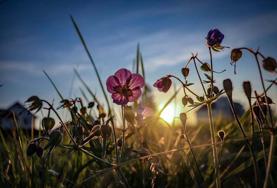 11 июня — Феодосия Колосятница: начало грибного сезона и вестник урожая