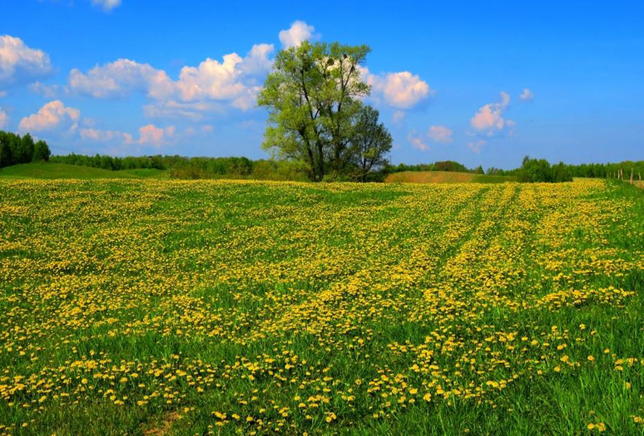 18 мая отмечается день Арины Капустницы. Как получить щедрый урожай и сохранить мир в доме