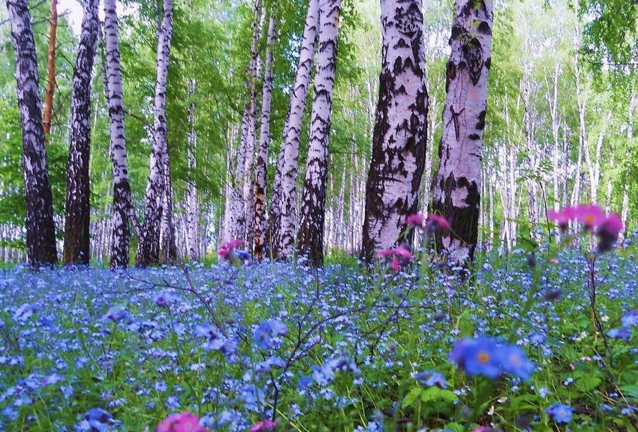 23 июня — Тимофеев день. Что можно и нельзя делать