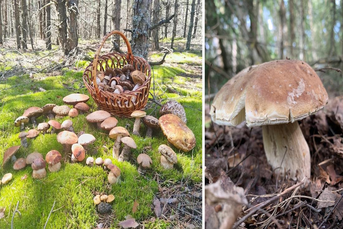 25 литров за день! Лисички атакуют белорусские леса