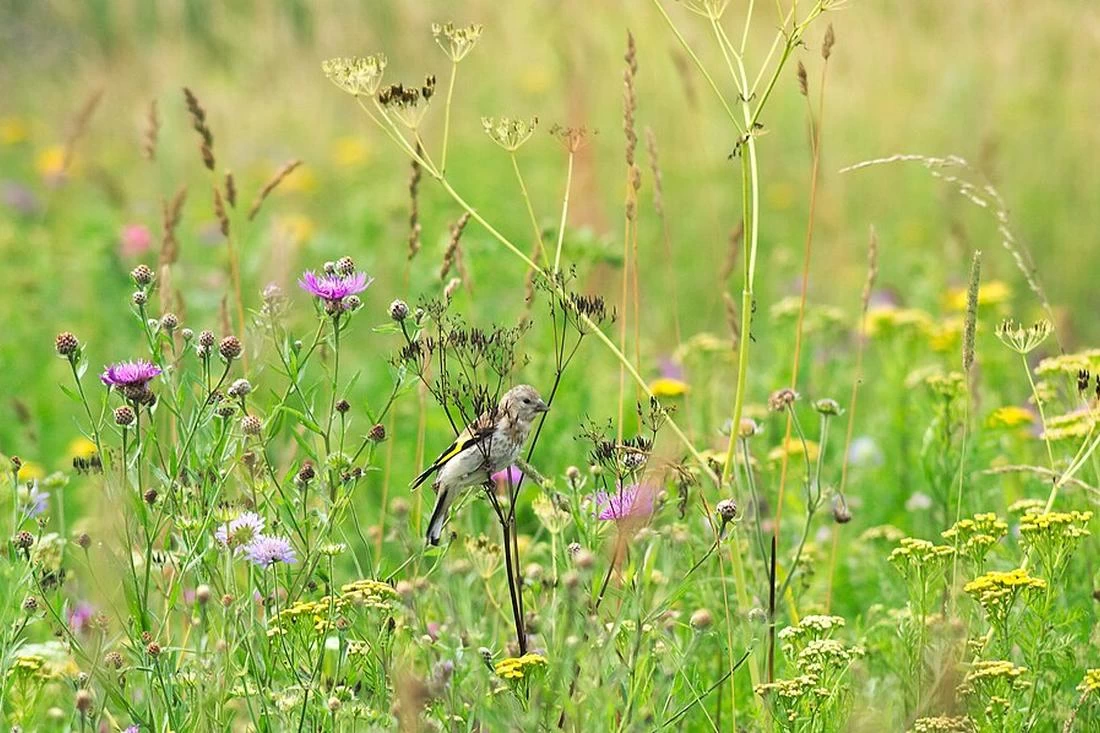27 июля — день Пантелеймона и Акилы. Что можно и нельзя делать