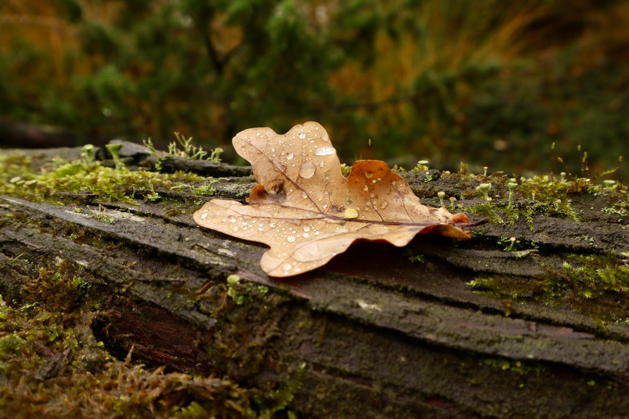 27 октября — день святой Параскевы: что можно и чего нельзя делать, чтобы уберечь дом от беды