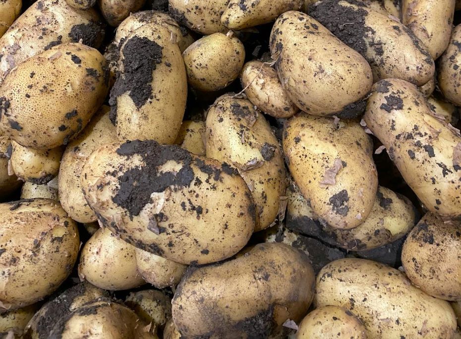 40 ведер картофеля с 20 кустов: наши бабушки знали секретный ингредиент, который они клали в каждую лунку