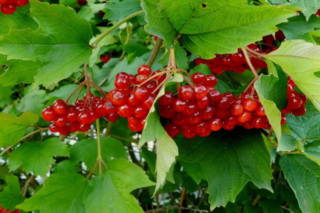 5 августа — Трофим Бессонник. Что нужно успеть сделать, чтобы сохранить удачу