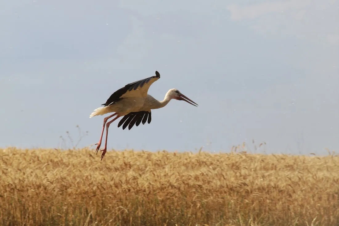 Август покажет характер: на Гродненщине ждут похолодания