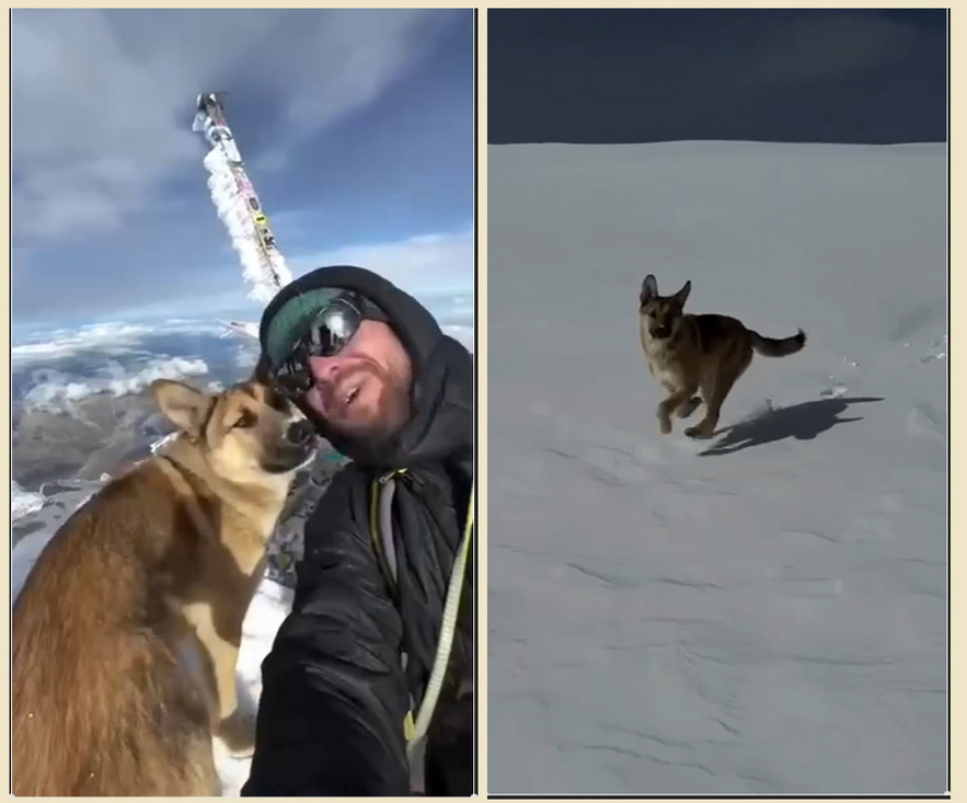 Бездомная собака поднялась на Эльбрус вместе с туристами