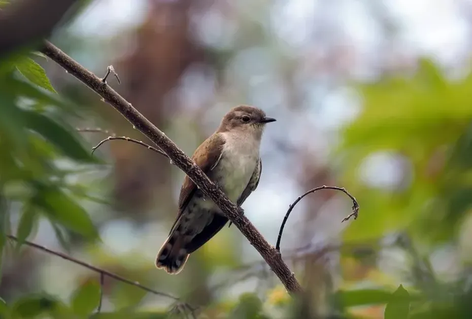 Что можно и нельзя делать на Евдокию Свистунью 30 мая