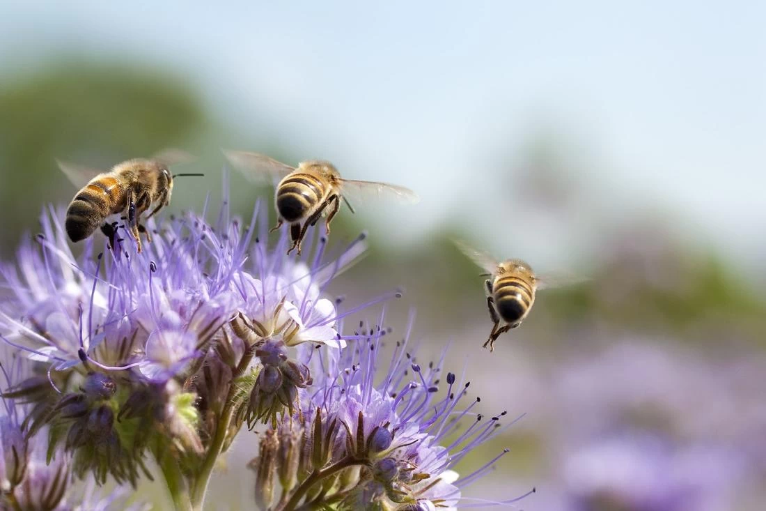 Что можно и нельзя делать на Медовый Спас 29 июля