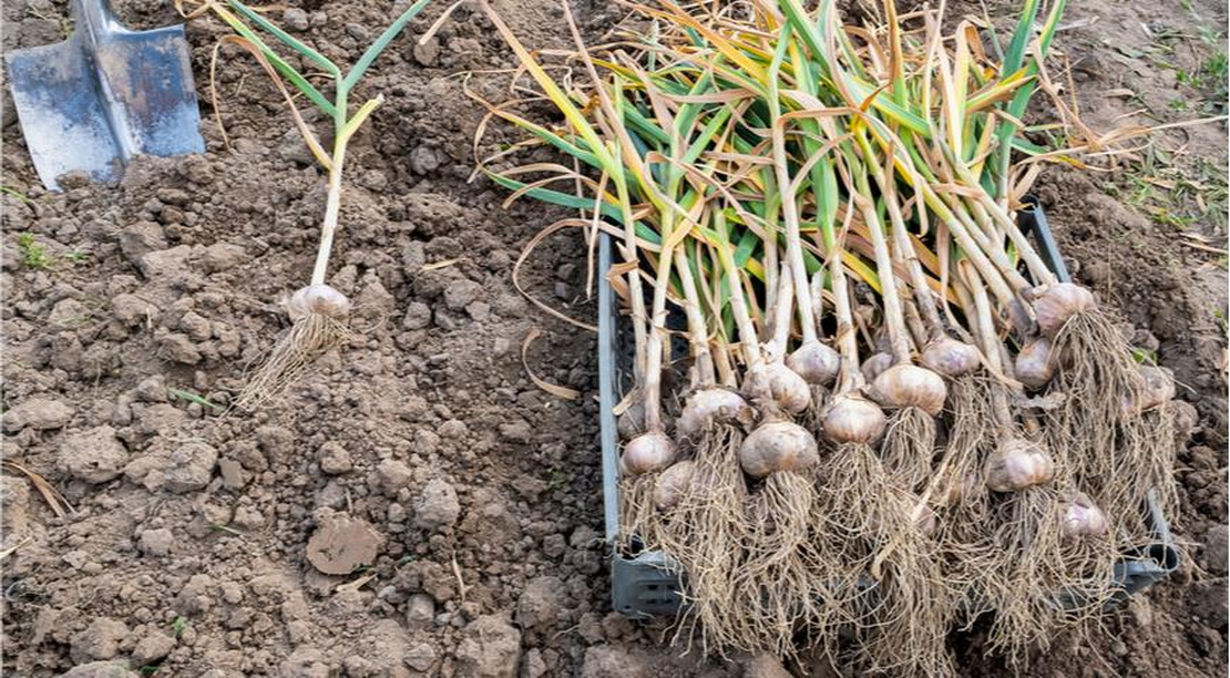 Что нельзя сажать после чеснока: ошибка, из-за которой вы потеряете урожай