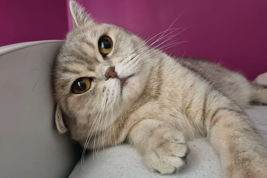 Что происходит с вашими кошками, когда жара превышает +30 градусов