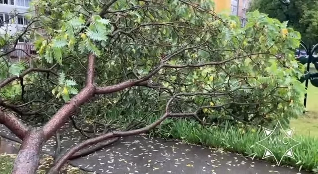 Дерево упало на дом, затопило подворье: спасатели ликвидировали последствия непогоды в Гродненской области