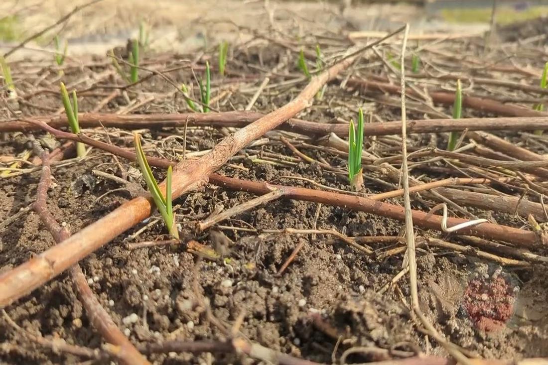 Если озимый чеснок пророс осенью — спасаю грядку так, и весной всходит как на дрожжах