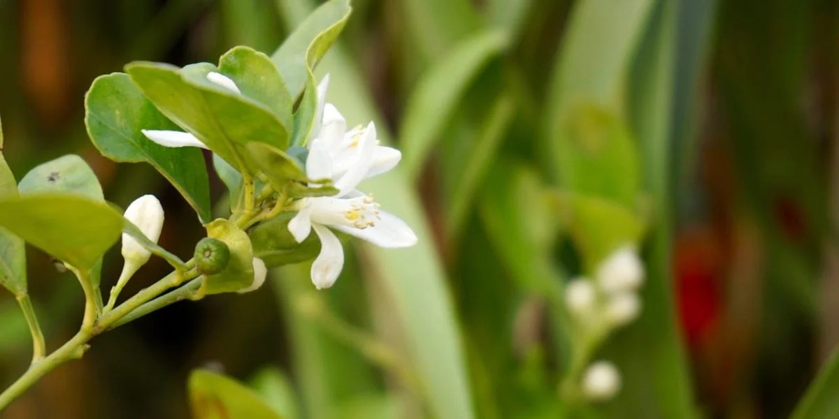 Этот комнатный цветок называют «растением счастья»: его запах улучшает настроение и снижает тревожность