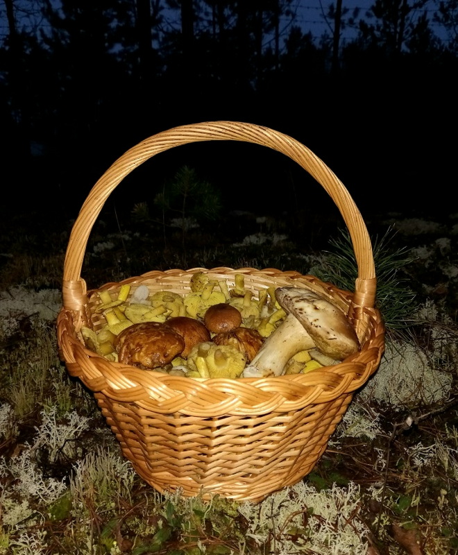 Фантастика! Зелёнки, подзеленки и даже белые — в декабре, как в разгар сезона