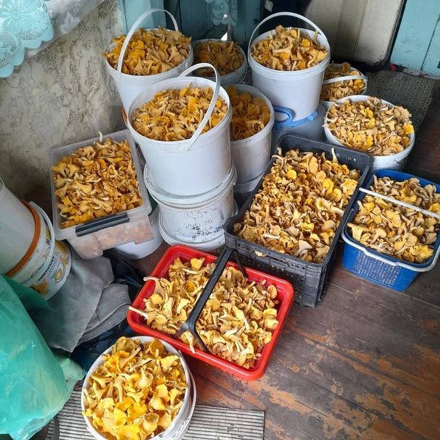 Грибная лихорадка продолжается: лисички собирают ведрами, белые — на вес золота