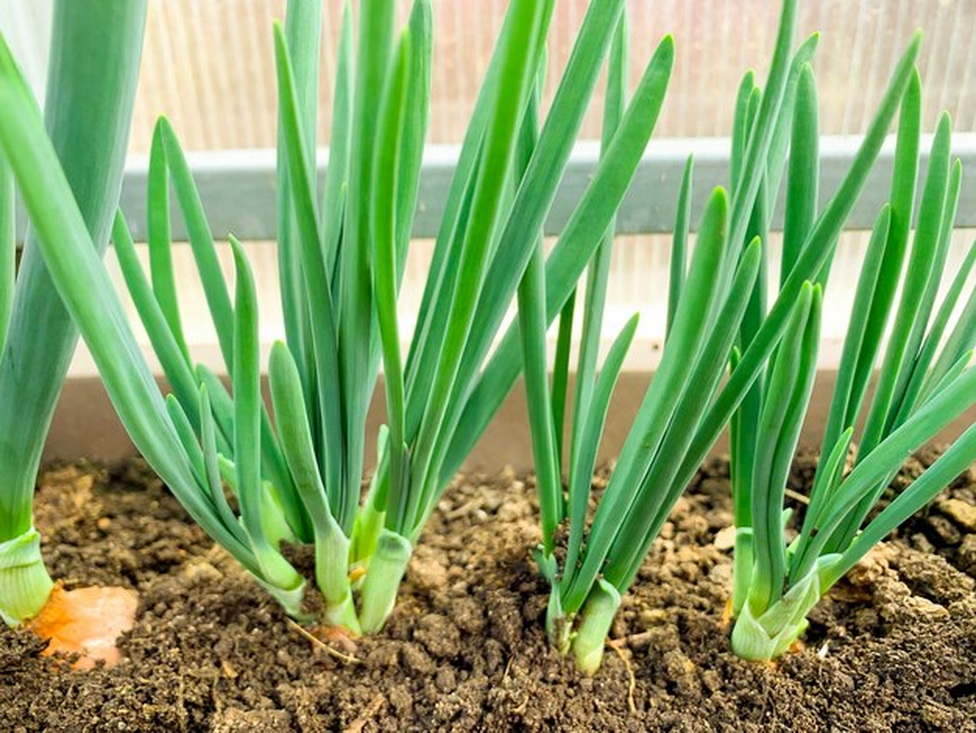 Хотите крупный лук без стрелок? Всего два замачивания — и вы забудете о проблемах