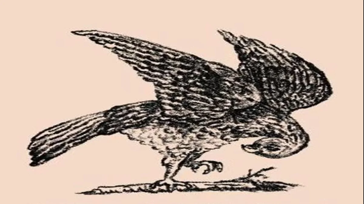 Найдите кролика на загадочной картинке за 20 секунд