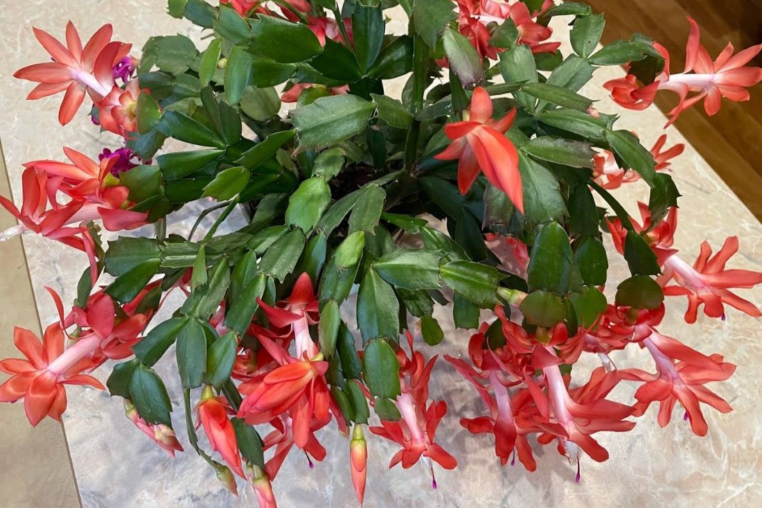 Как просто заставить декабриста зацвести и покрыться густой шапкой цветов