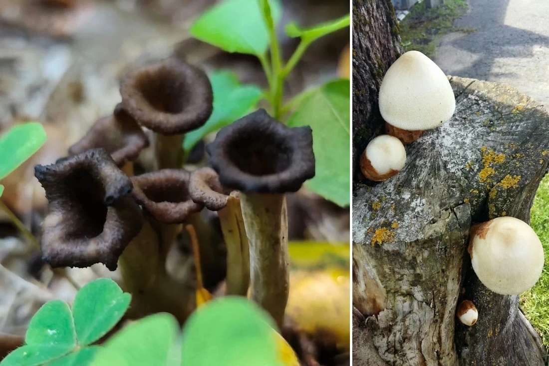 Какие необычные грибы попадаются в корзины грибников в августе