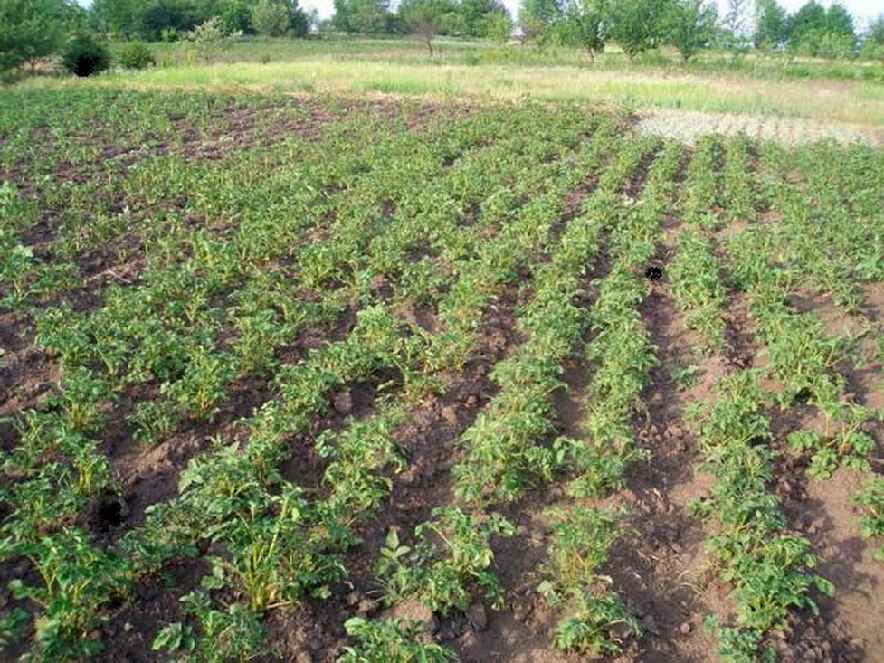 Картошка подмерзла — не беда. Вот что нужно сделать