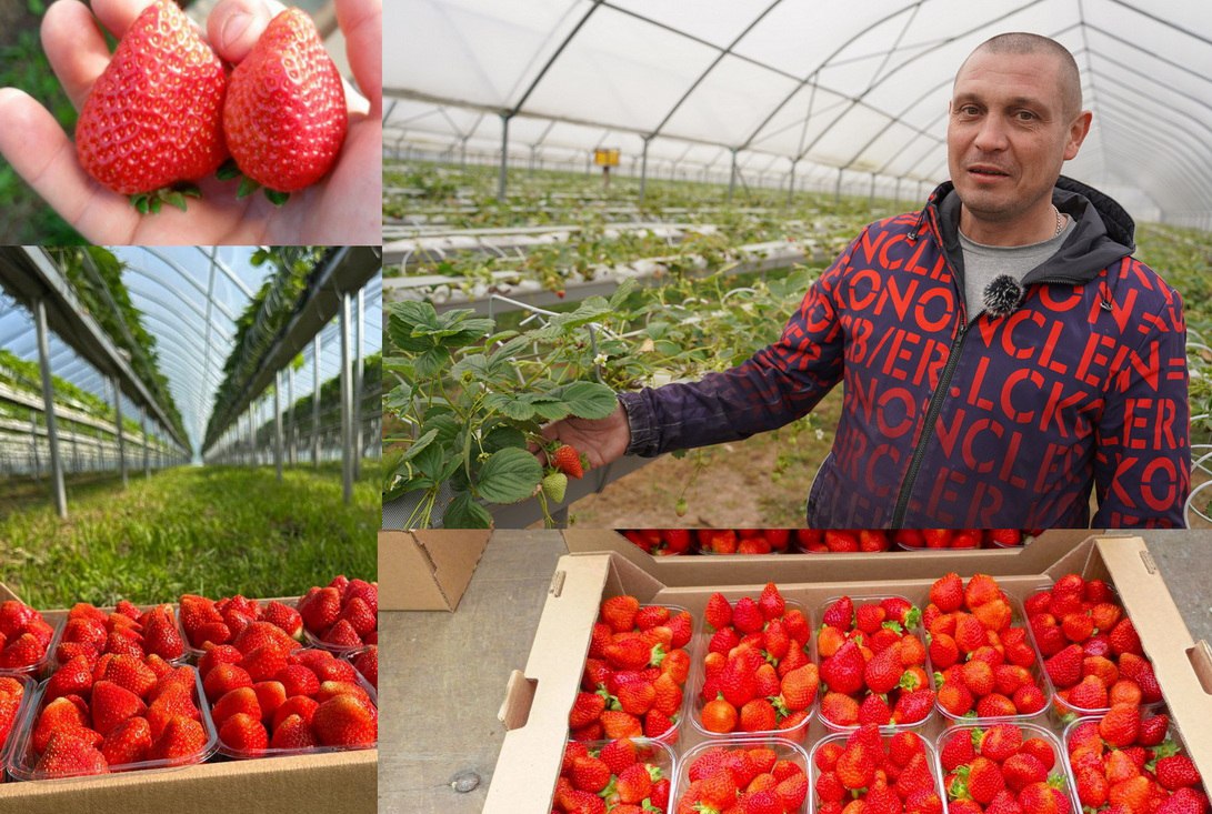 «Клубничный рай» под Слонимом: как работает теплица ООО «Квалита Агро»