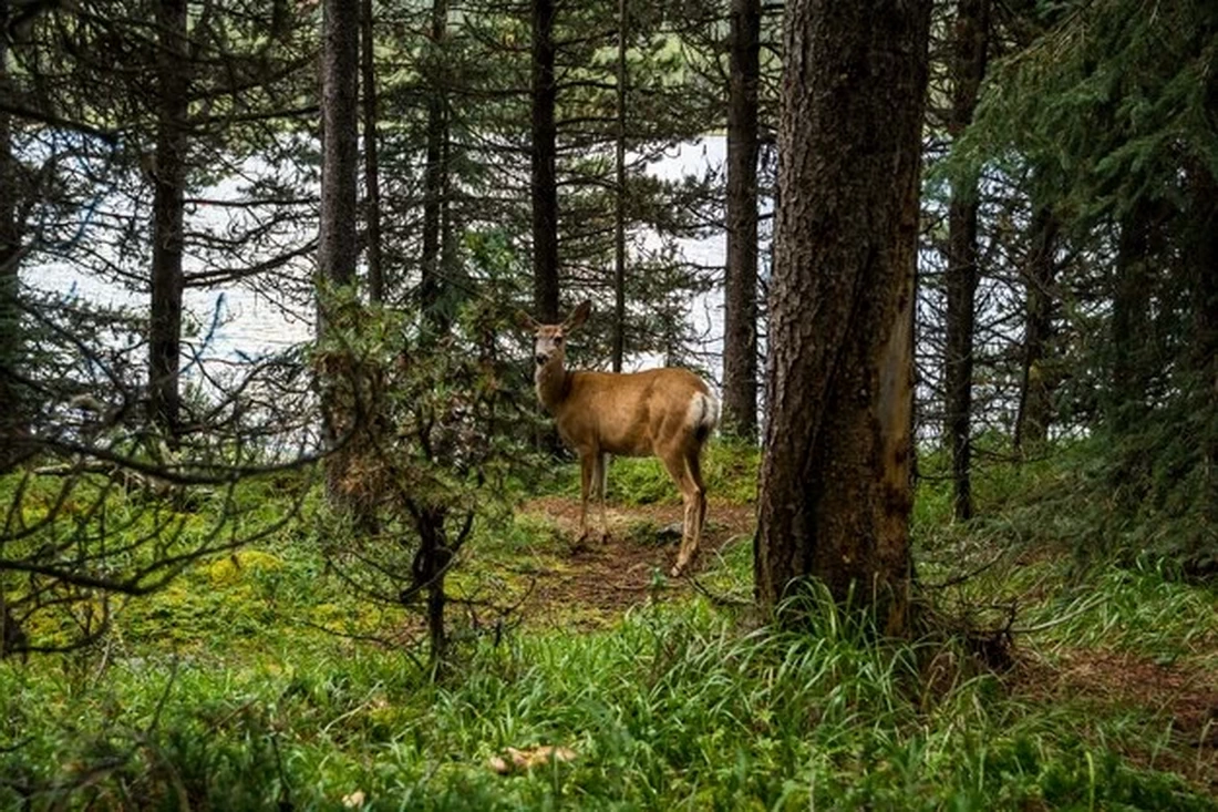 Когда и на каких условиях откроется охота на лося, оленя и лань в Беларуси