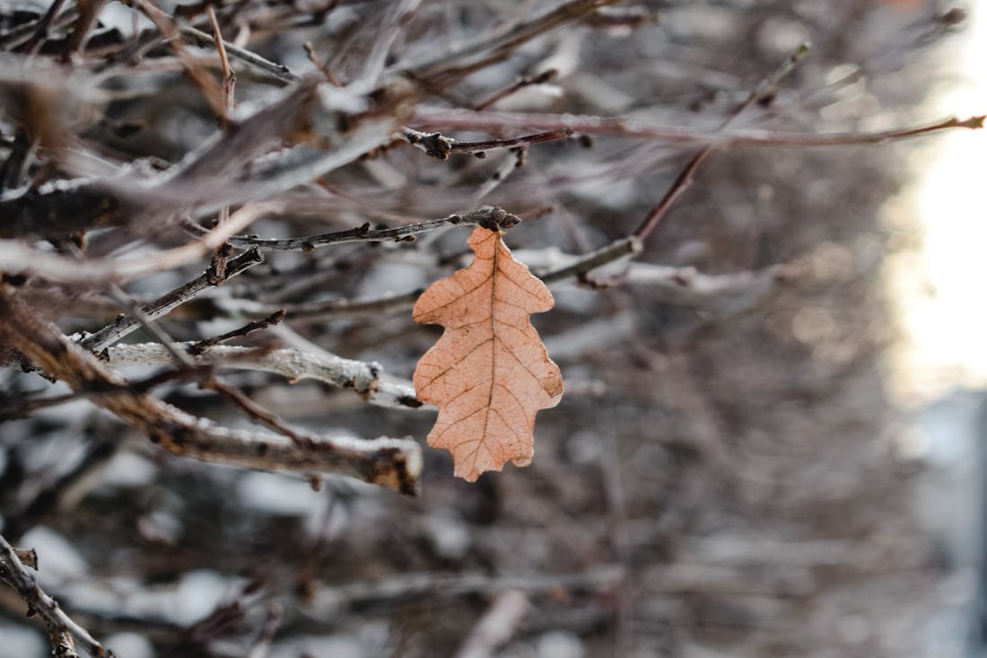 Когда на Гродненщине ждать первого снега, рассказали синоптики