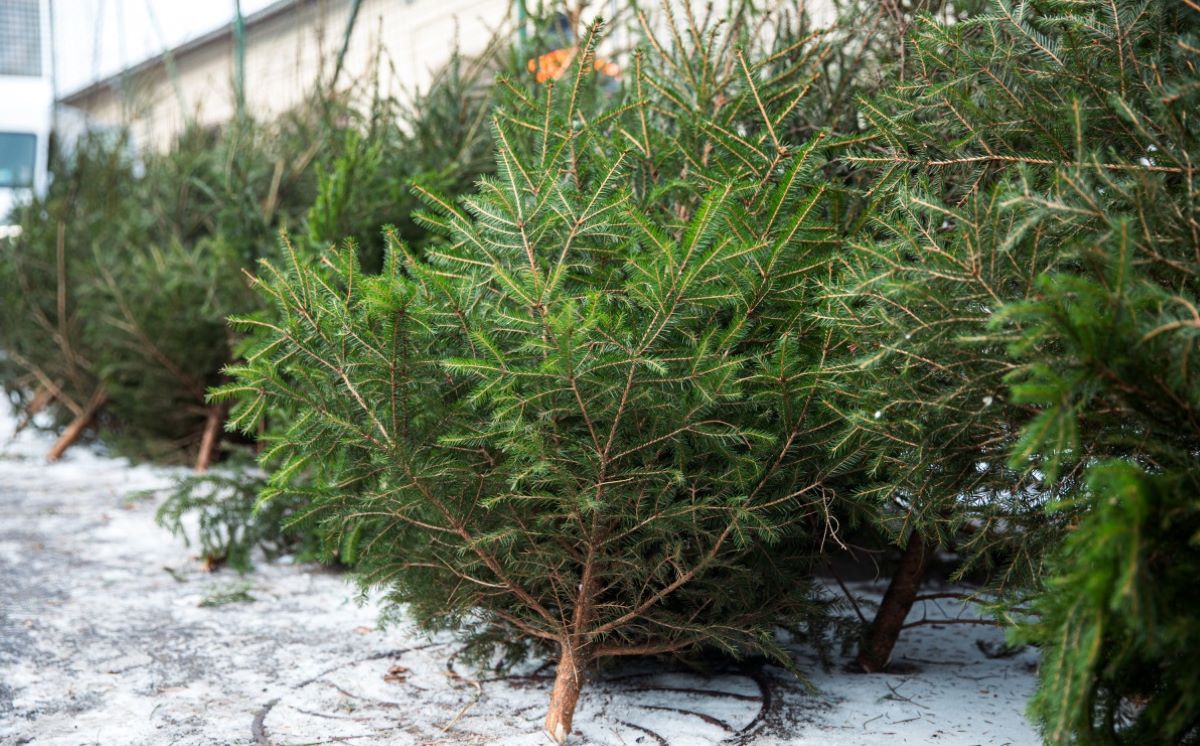 Когда откроются елочные базары и сколько будет стоить новогоднее дерево в Слониме