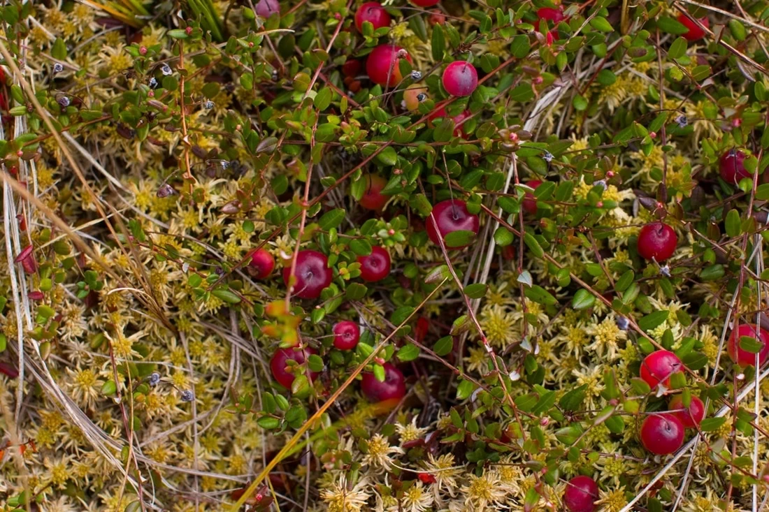 Когда в Гродненской области можно собирать бруснику и клюкву