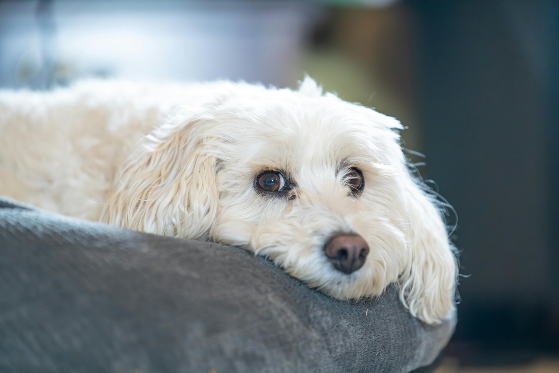 Кому можно будет не платить налог за собаку
