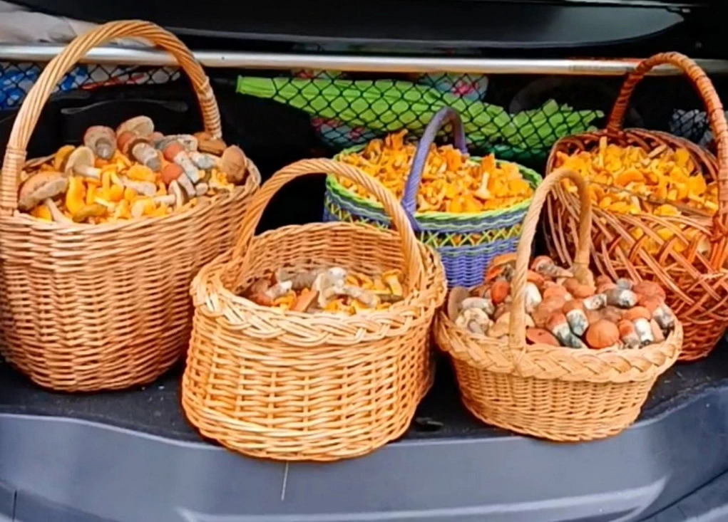 Корзины трещат: в лесах грибной бум