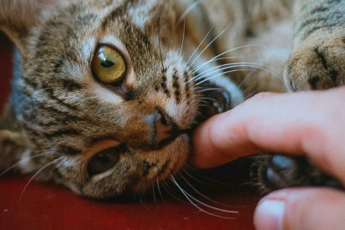 Кошка постоянно вас кусает? Причины такого поведения вас удивят