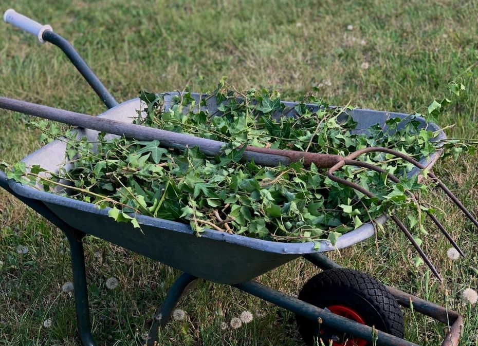 Куда девать растительные отходы со своего участка или дачи, рассказали в Слонимском ГУП ЖКХ