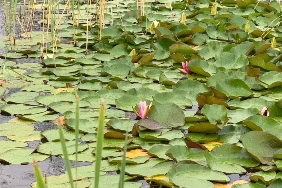 Куда исчезли солнечные дни? О погоде на Гродненщине 31 июля – 2 августа