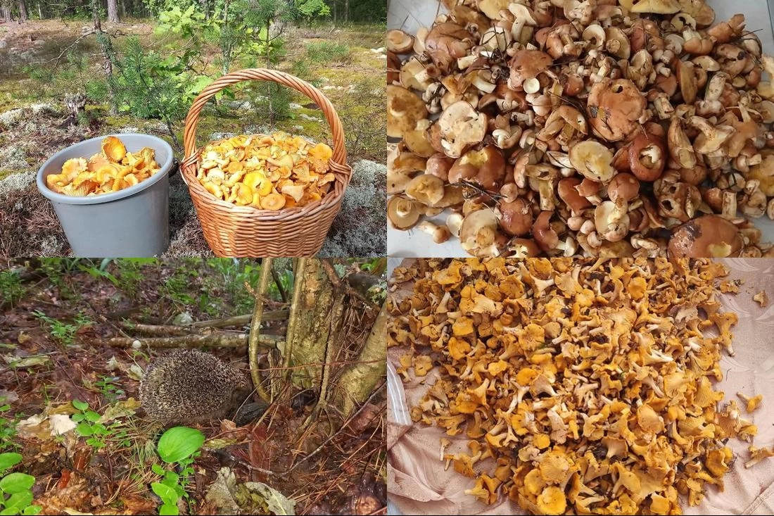 Лес завален лисичками и маслятами: грибники собирают по 80 кг за раз