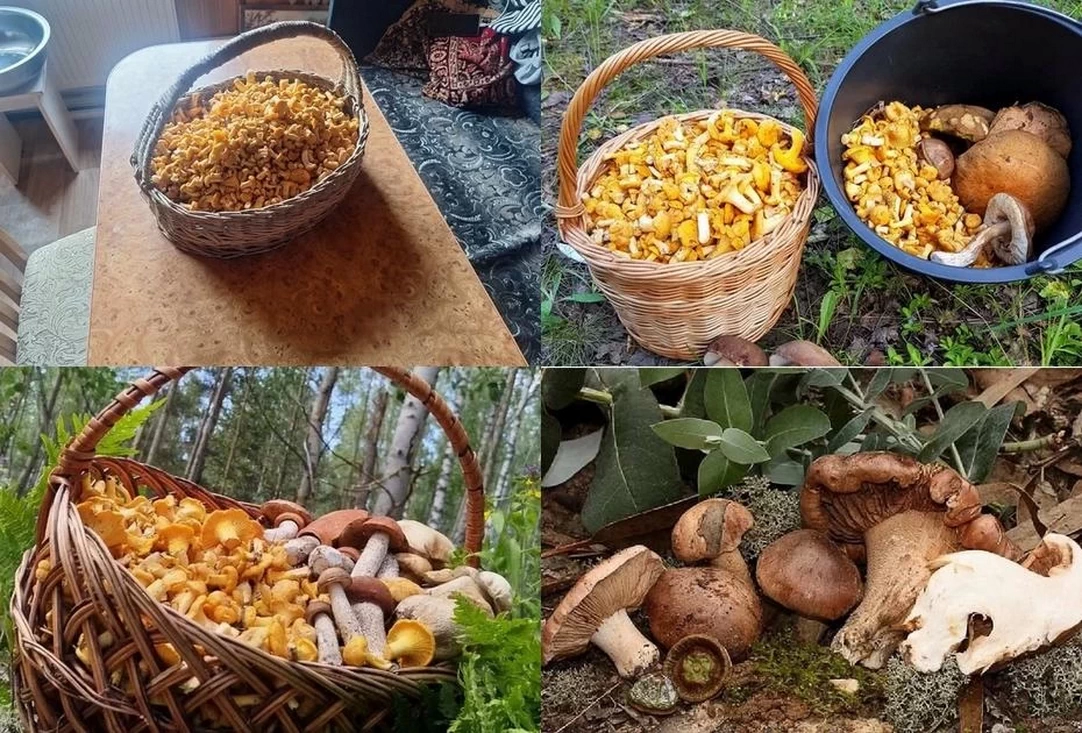 Лисичек – море! Грибники возвращаются из леса с полными ведрами