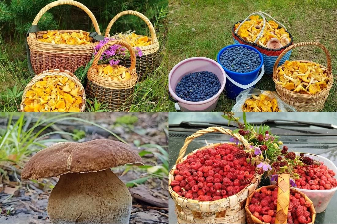 Лисички, белые, голубика и малина — всё сразу! Лето 2025 бьёт грибные рекорды