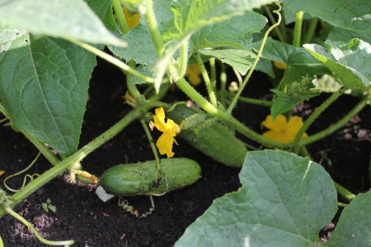 Лучшие дни для посева, подкормки и сбора огурцов в 2026 году