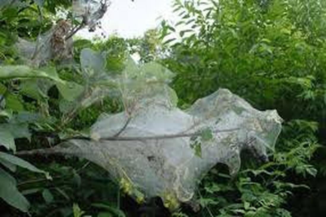 Миллионы гусениц пожирают листву на деревьях в одном из регионов Беларуси. Как бороться с нашествием?