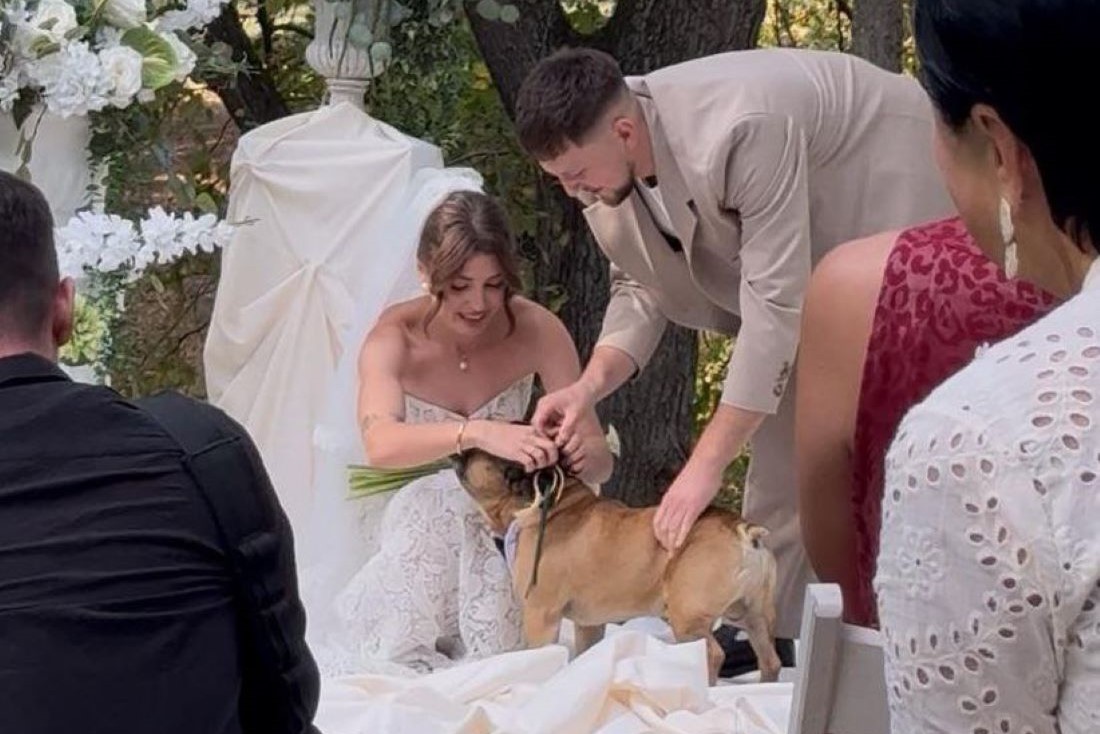Миссию выноса колец молодожены доверили бульдогу – и вот как прошла церемония