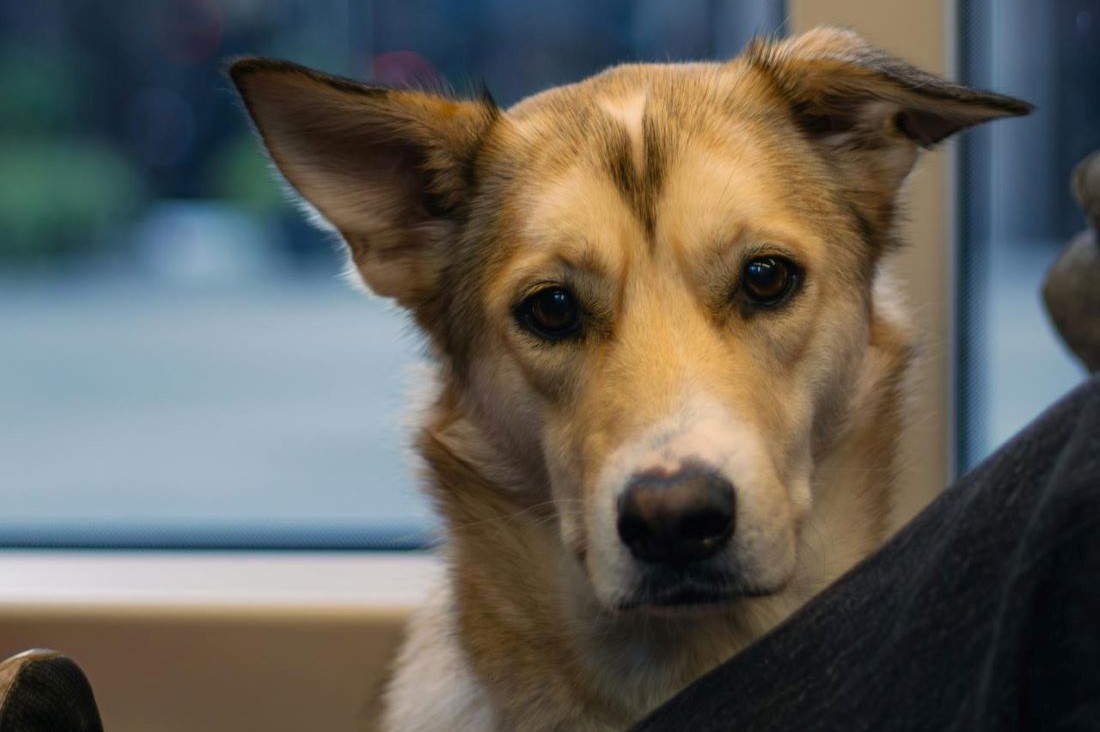 Можно ли перевозить в городском пассажирском транспорте домашних животных