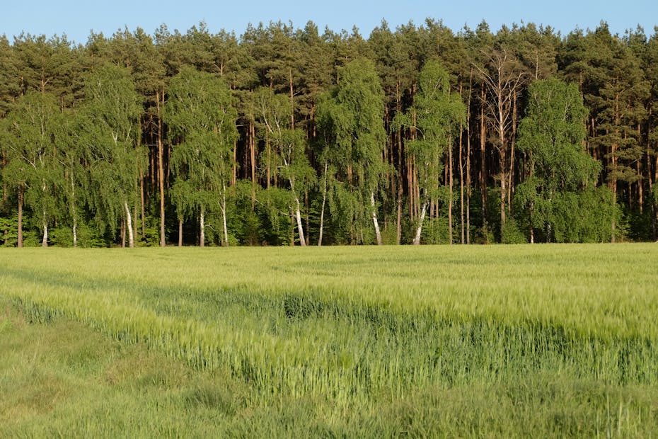 На Гродненщине заметно похолодает. О погоде 18-20 июня