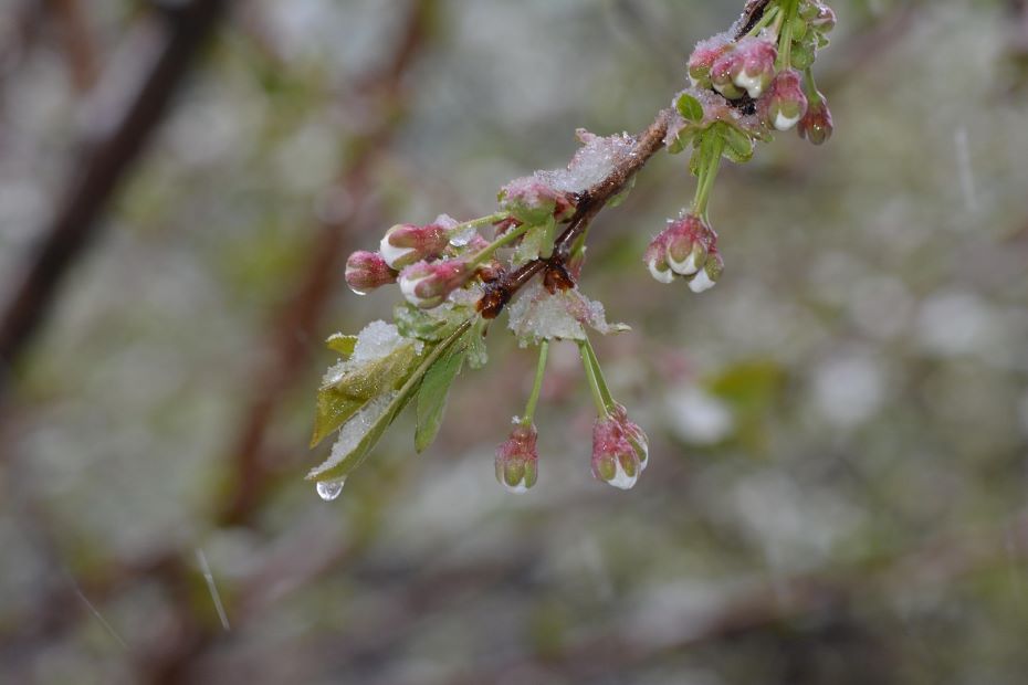 На Гродненщину возвращается 5-градусный мороз. Когда ждать?