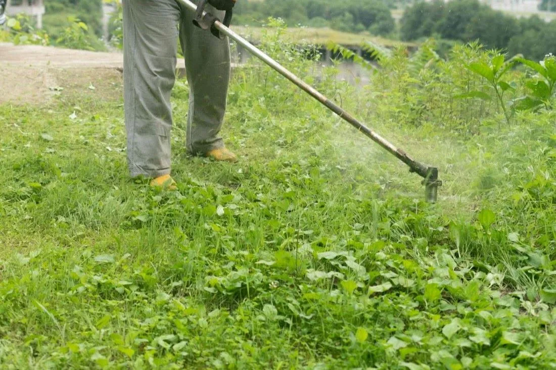 На каком расстоянии от границы участка мне нужно косить траву? Ответ юриста