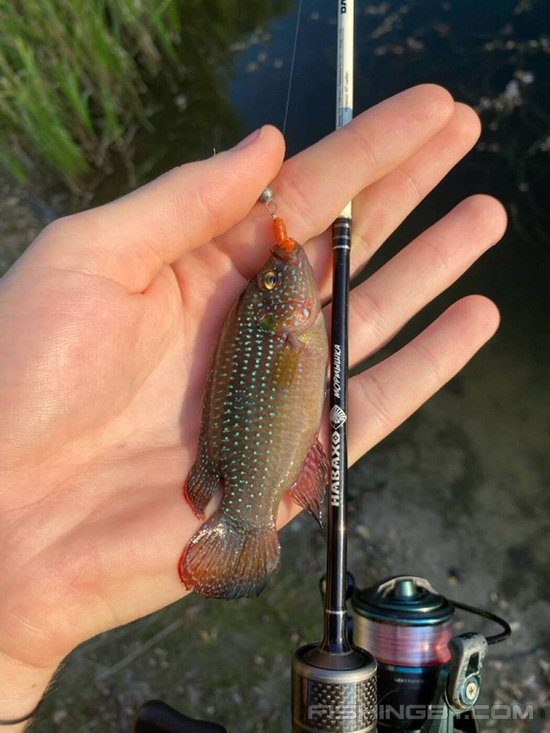 На удочку в Гомеле попалась рыбка из Африки