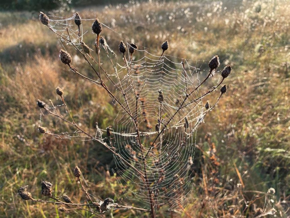 Наконец-то к нам заглянуло бабье лето. Какую зиму оно предвещает?