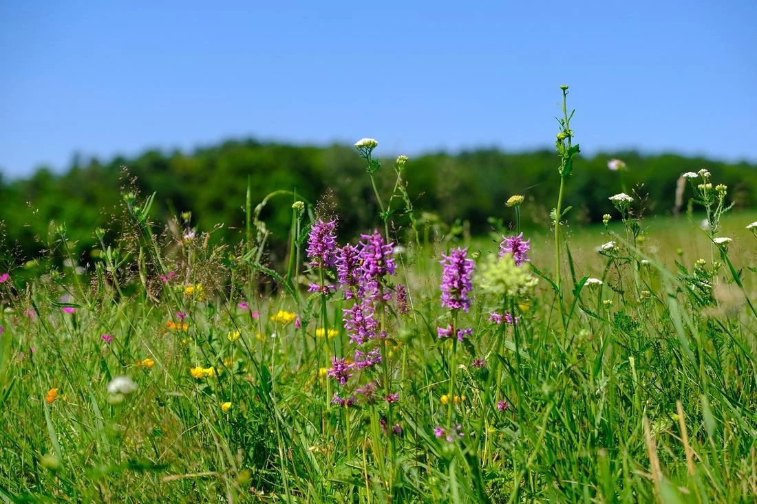 Народные приметы на 27 августа: что сулит день Михея Тиховея