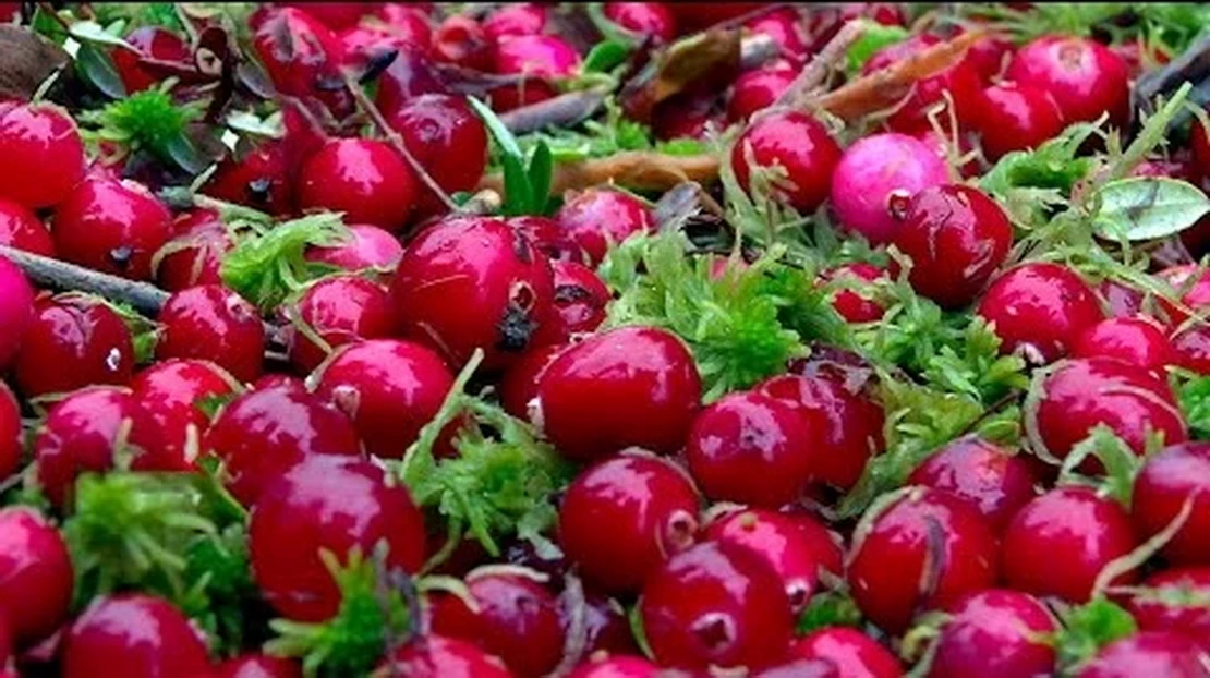 Названы даты начала сбора клюквы и брусники в Беларуси